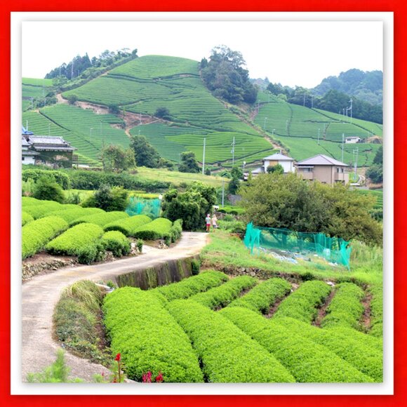 Awe-Inspiring Japanese Set of 6 Specially Crafted Hand-Painted Ice-Cream Bowls! - Picture 9 of 15